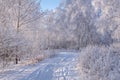 Forest snow frost birch road winter Royalty Free Stock Photo