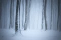 Forest with snow, frost and fog in winter Royalty Free Stock Photo