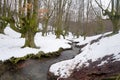 Forest with snow Otzarreta Royalty Free Stock Photo