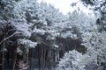 Forest snow scene Royalty Free Stock Photo