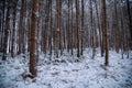 Forest snow scene Royalty Free Stock Photo