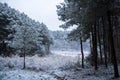 Forest snow scene Royalty Free Stock Photo