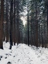 Forest in Snow