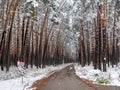 Forest in the snow. Winter picture. The road goes deep into the coniferous forest. The crowns of the trees bend under the weight