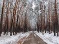 Forest in the snow. Winter picture. Woman walks along the road through a coniferous forest. The crowns of the trees bend under the