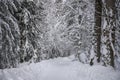 Forest in snow. Winter road in forest. Nature winter background Royalty Free Stock Photo