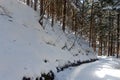 Forest in snow at Yamanouchi in Nagano Royalty Free Stock Photo