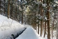 Forest in snow at Yamanouchi in Nagano Royalty Free Stock Photo