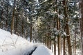 Forest in snow at Yamanouchi in Nagano Royalty Free Stock Photo