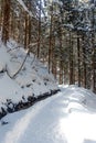 Forest in snow at Yamanouchi in Nagano Royalty Free Stock Photo