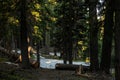 Forest Snowbanks Continue to Persist Into Summer In Crater Lake