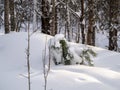 In the forest, in a snowdrift, a small pine tree is visible. The branches of the tree bent under the weight of the snow. Royalty Free Stock Photo
