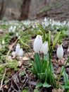 This is a forest snowdrop, the first flower that speaks of the approach of spring Royalty Free Stock Photo