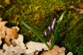 Forest snowdrops flowers