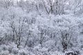 Forest Snowfall Landscape Illinois Royalty Free Stock Photo