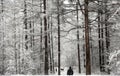 Forest and snowy landscape. Man and dogs in the forest. Royalty Free Stock Photo