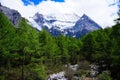 Forest and snowy mountains Royalty Free Stock Photo