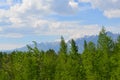 Forest, snowy mountains and clouds on blue sky - siberian alps Royalty Free Stock Photo