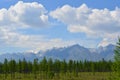 Forest, snowy mountains and clouds on blue sky - siberian alps Royalty Free Stock Photo