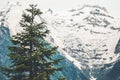 Forest snowy Mountains moody Landscape Royalty Free Stock Photo