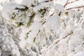 Forest with snowy pine trees. Frozen landscape with snow in Christmas holidays Royalty Free Stock Photo