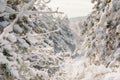 Forest with snowy pine trees. Frozen landscape with snow in Christmas holidays Royalty Free Stock Photo