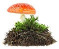 Forest soil and green moss with fly agaric mushroom on white background Royalty Free Stock Photo