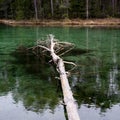 Forest and source. Blue spring lake and old tree stump fallen into water. Royalty Free Stock Photo