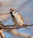 Forest sparrow perched in a tree