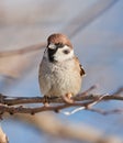 Forest sparrow perched in a tree