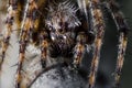 Forest spider or spider cross in macro Royalty Free Stock Photo