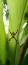 forest spider on turmeric leaves