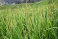Forest Spreading Mountain Farming rice field Background Image