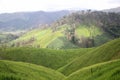 Forest Spreading Mountain Farming rice field Background Image