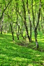 Forest in spring