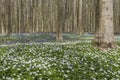 Forest in Spring with Bluebell and Anemone Royalty Free Stock Photo