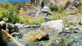 forest spring or brook at summertime, green frondage, high trees and stones - photo of nature