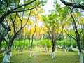 Forest in spring