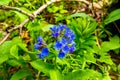 Forest spring flower with bright blue and purple buds collected in inflorescences - Lungwort medicinal plant