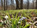 Forest spring flowers with a snowdrop Royalty Free Stock Photo