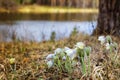 Forest spring flowers snowdrops in the woods, Royalty Free Stock Photo