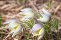 Forest spring flowers snowdrops in the woods, Royalty Free Stock Photo