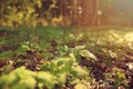 Forest spring grass flowers sunlight closeup Royalty Free Stock Photo
