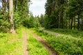 Forest spring landscape - row of pine forest trees and narrow path under spring bright sunlight. Forest spring nature landscape Royalty Free Stock Photo