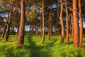 Forest in spring with last rays of sun