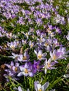 Forest spring purple floers on the green grass Royalty Free Stock Photo