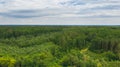 Forest in spring or summer day. Natural green foliage background.