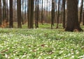 Forest in spring with white windflowers Royalty Free Stock Photo