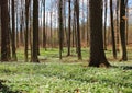 Forest in spring with white windflowers Royalty Free Stock Photo