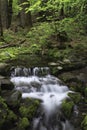 Forest spring in Yosemite Valley Royalty Free Stock Photo